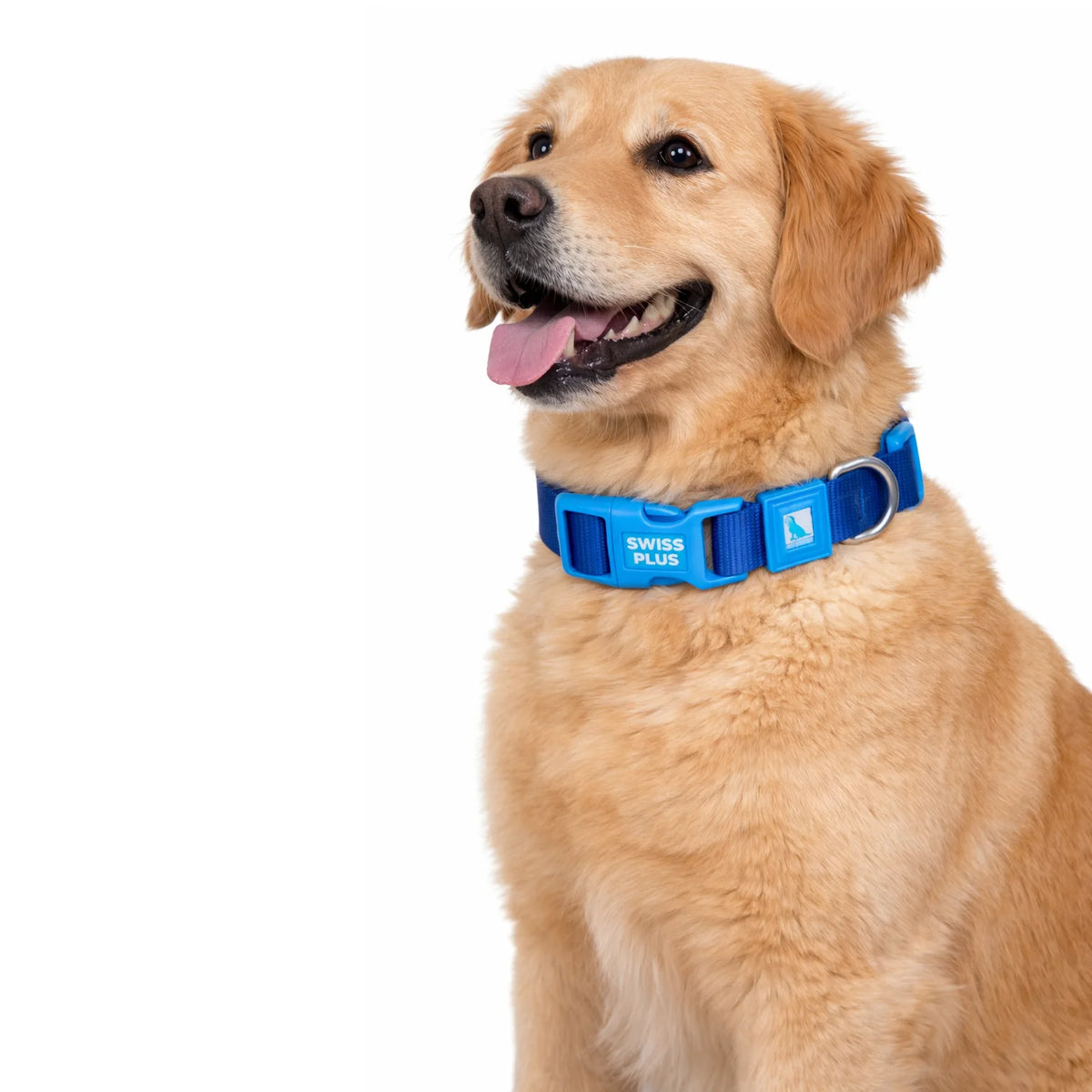Solid Color Polyester Dog & Cat Collar