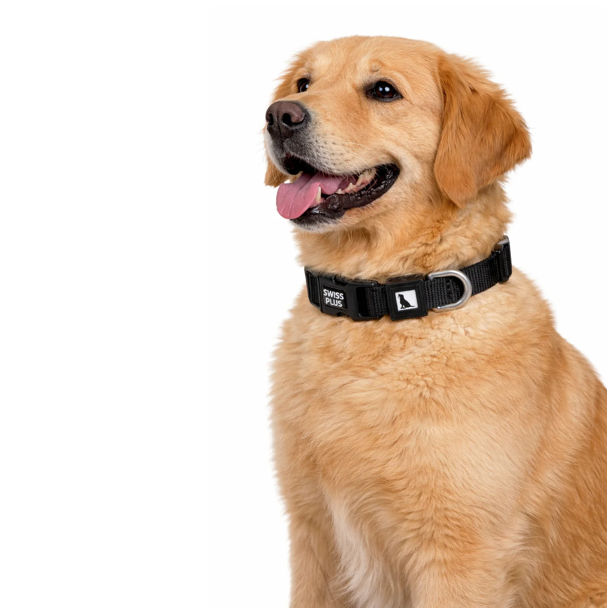 Solid Color Polyester Dog & Cat Collar